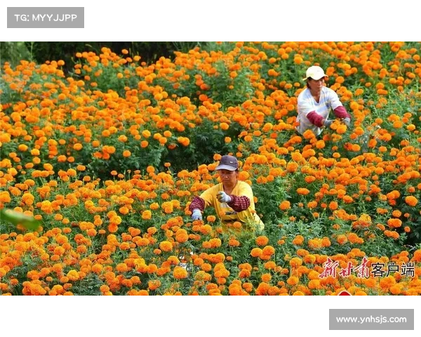 高地红石榴种植五大技巧助力高产稳产提升种植效果 高地红石榴种植五大技巧助力高产稳产提升种植效果